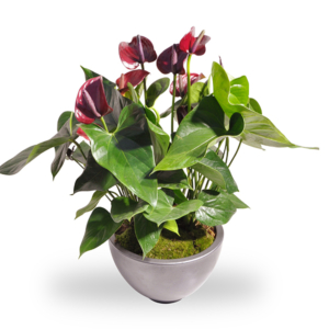 Anthurium Rood met Pot