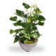 Anthurium Wit met Pot