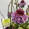 Bloementaart Scabiosa