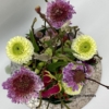 Bloementaart Scabiosa