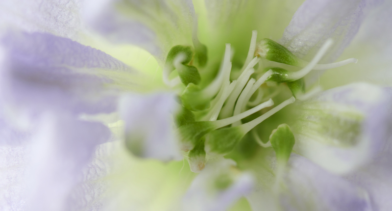 Delphinium bloemen in Boekelo