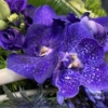 Rouwstuk Blue Vanda