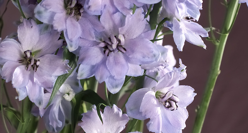 Delphinium bloemen in Boekelo